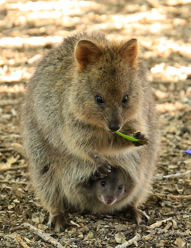 Private Rottnest Photographic Day Tour with Ferry