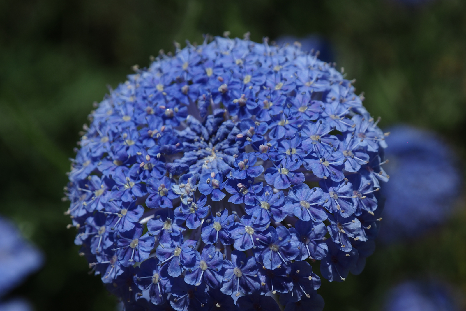 Private Rottnest Photographic Day Tour with Ferry