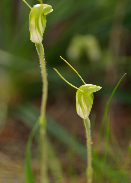 Wave Rock Astro Overnighter