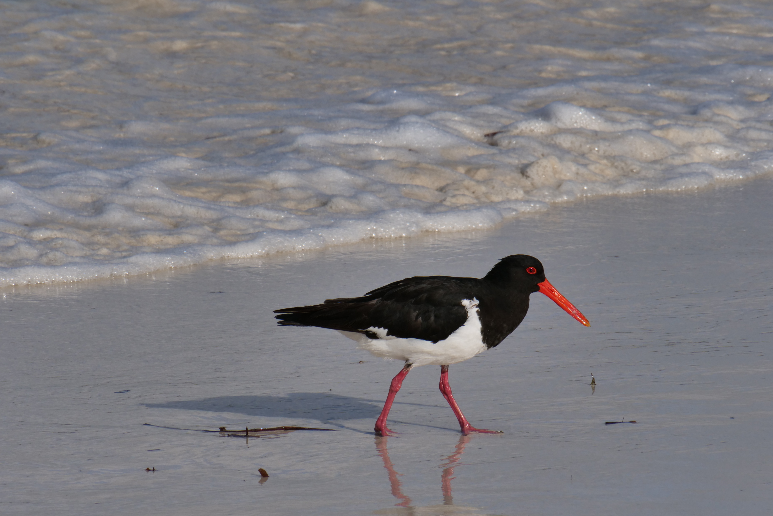 Rottnest Photographic Day Tour without Ferry