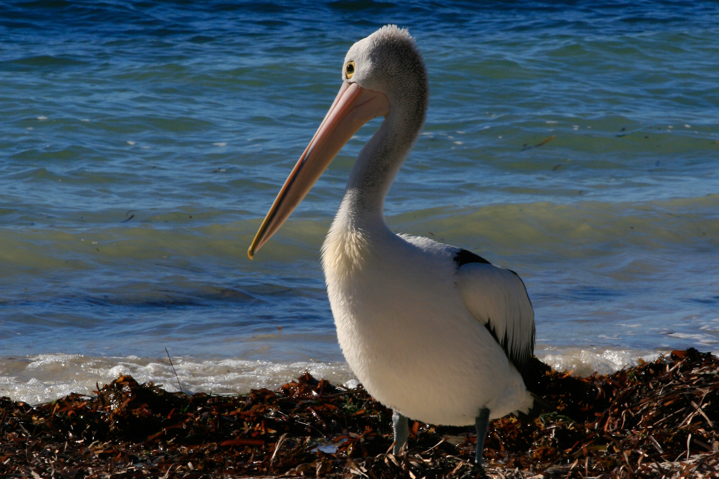 Private Rottnest Photographic Day Tour with Ferry