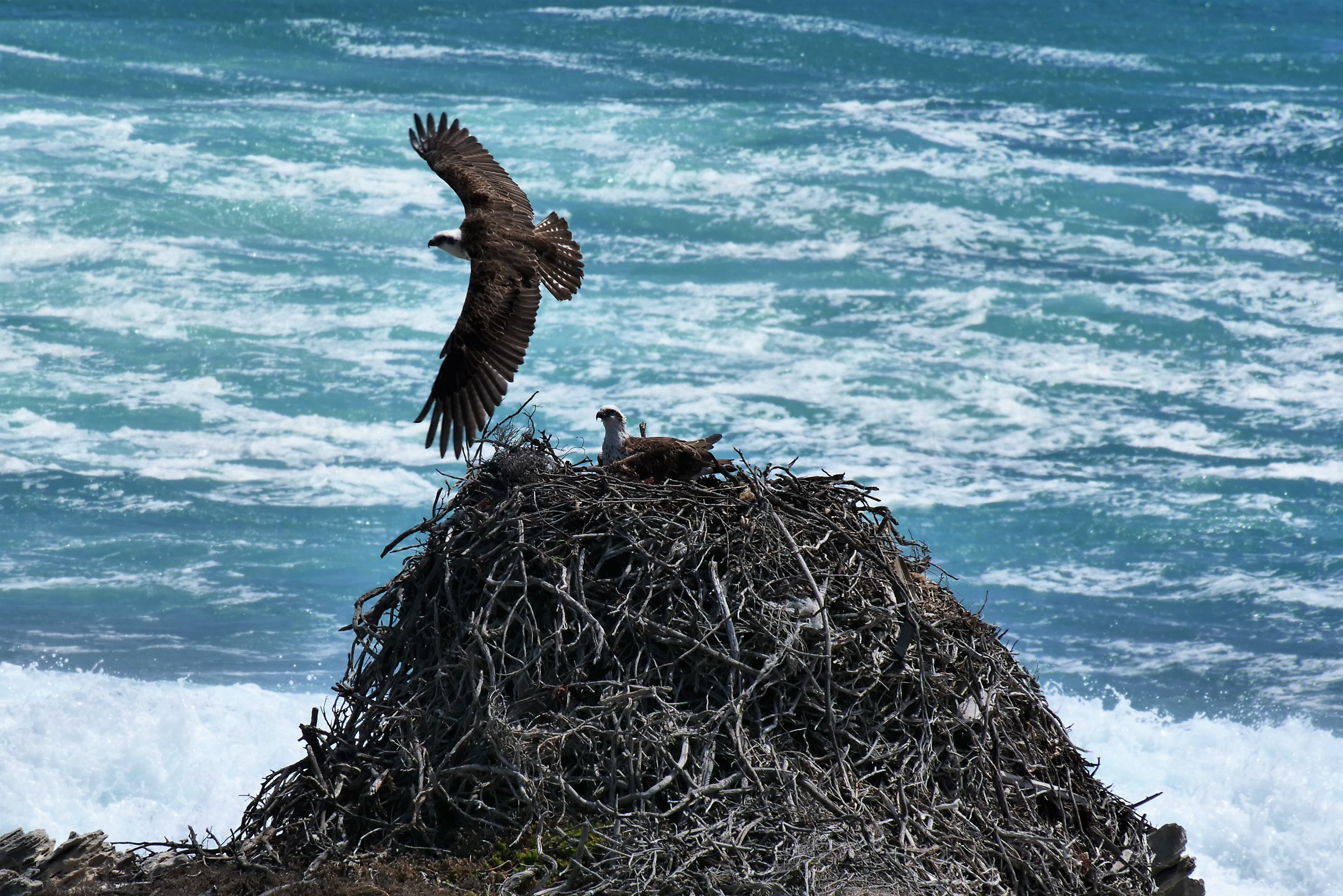 Rottnest Photographic Day Tour without Ferry
