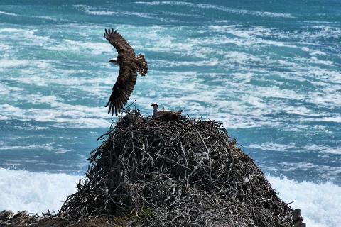 Rottnest Photographic Day Tour with Ferry 