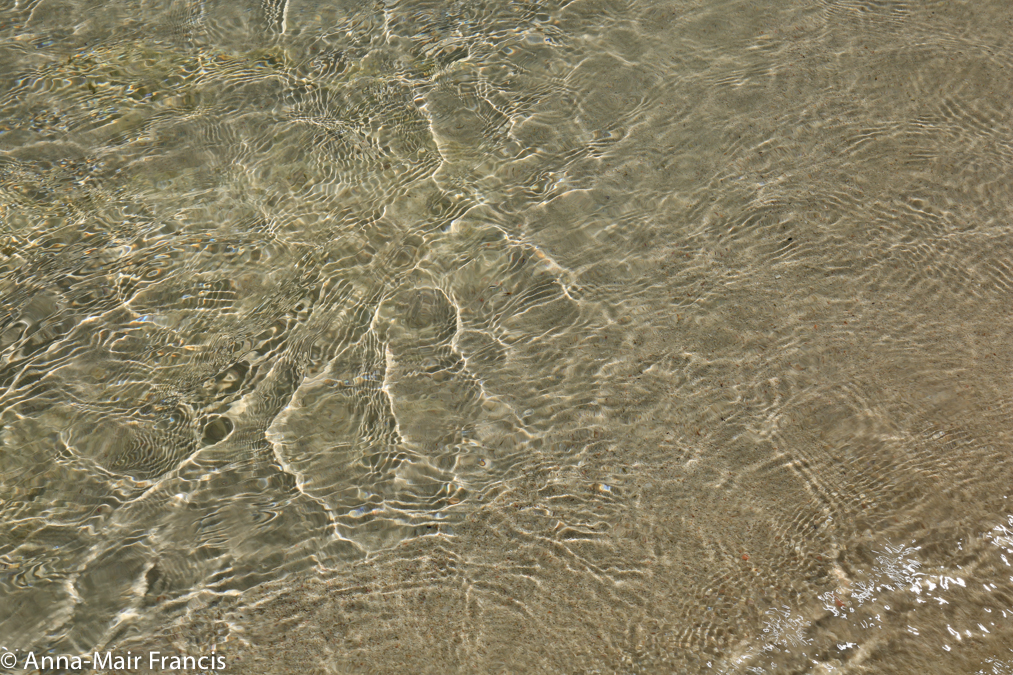 Private Rottnest Photographic Day Tour with Ferry