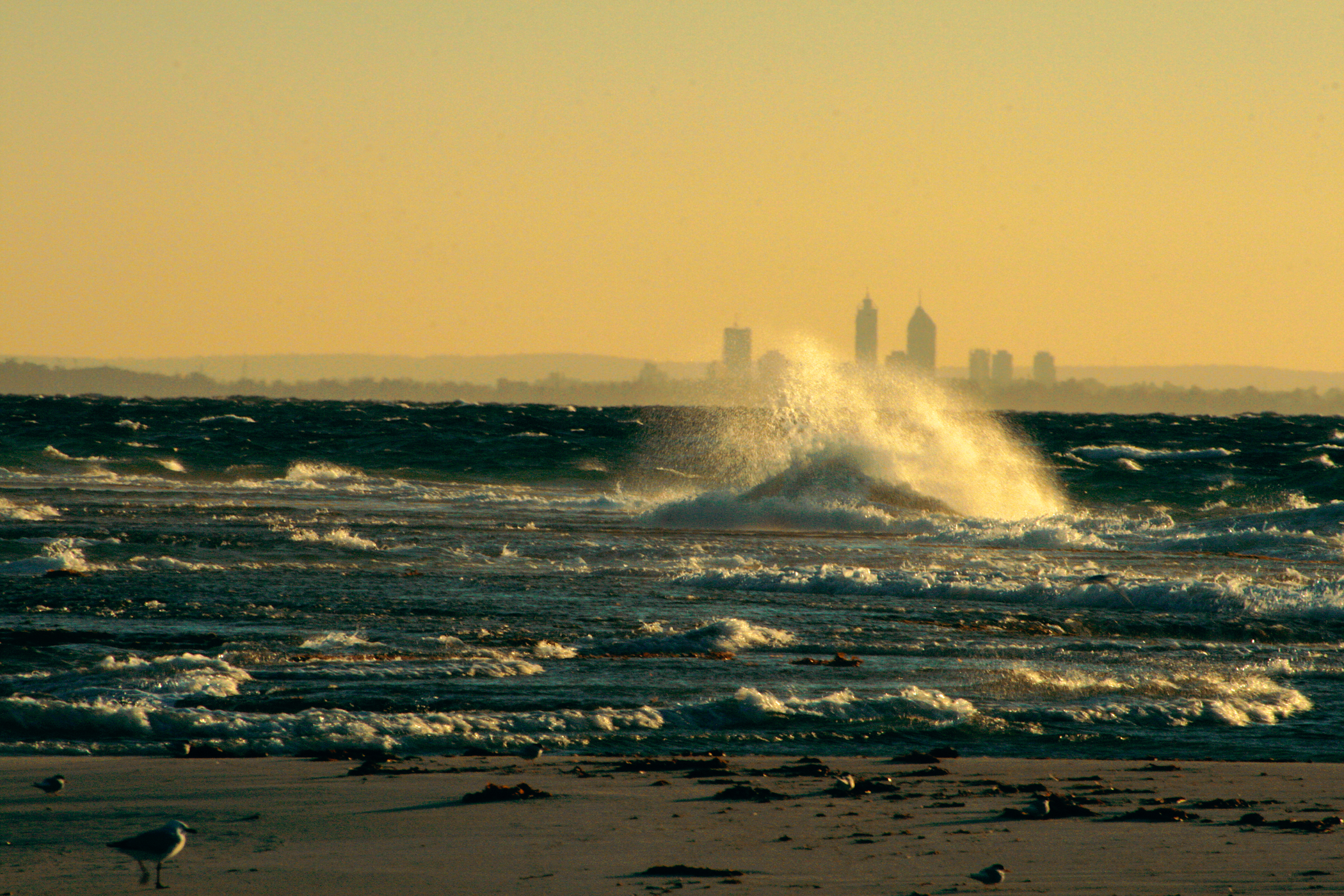 Private Rottnest Photographic Day Tour with Ferry