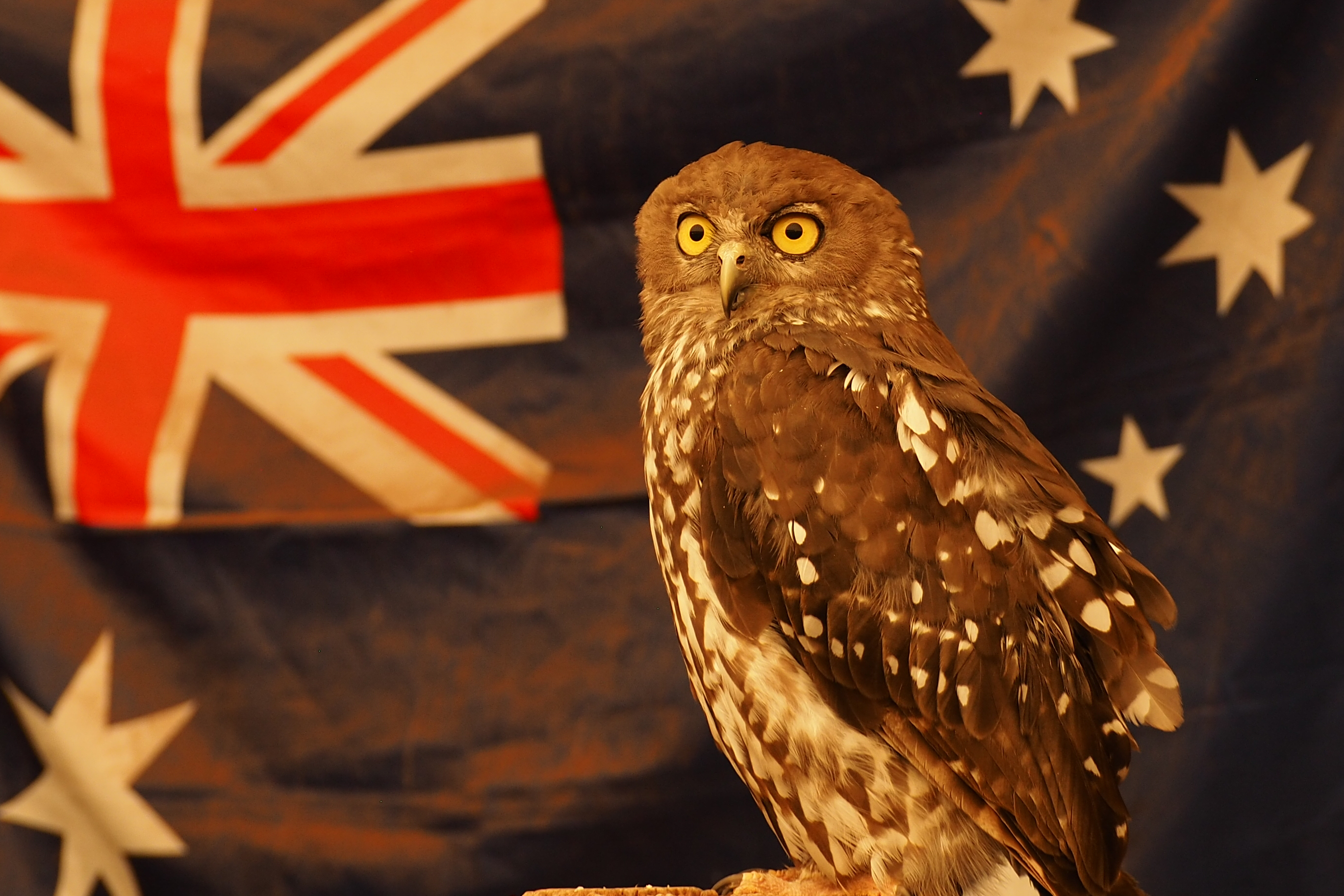 Photographing Australian animals, seascapes and sunsets