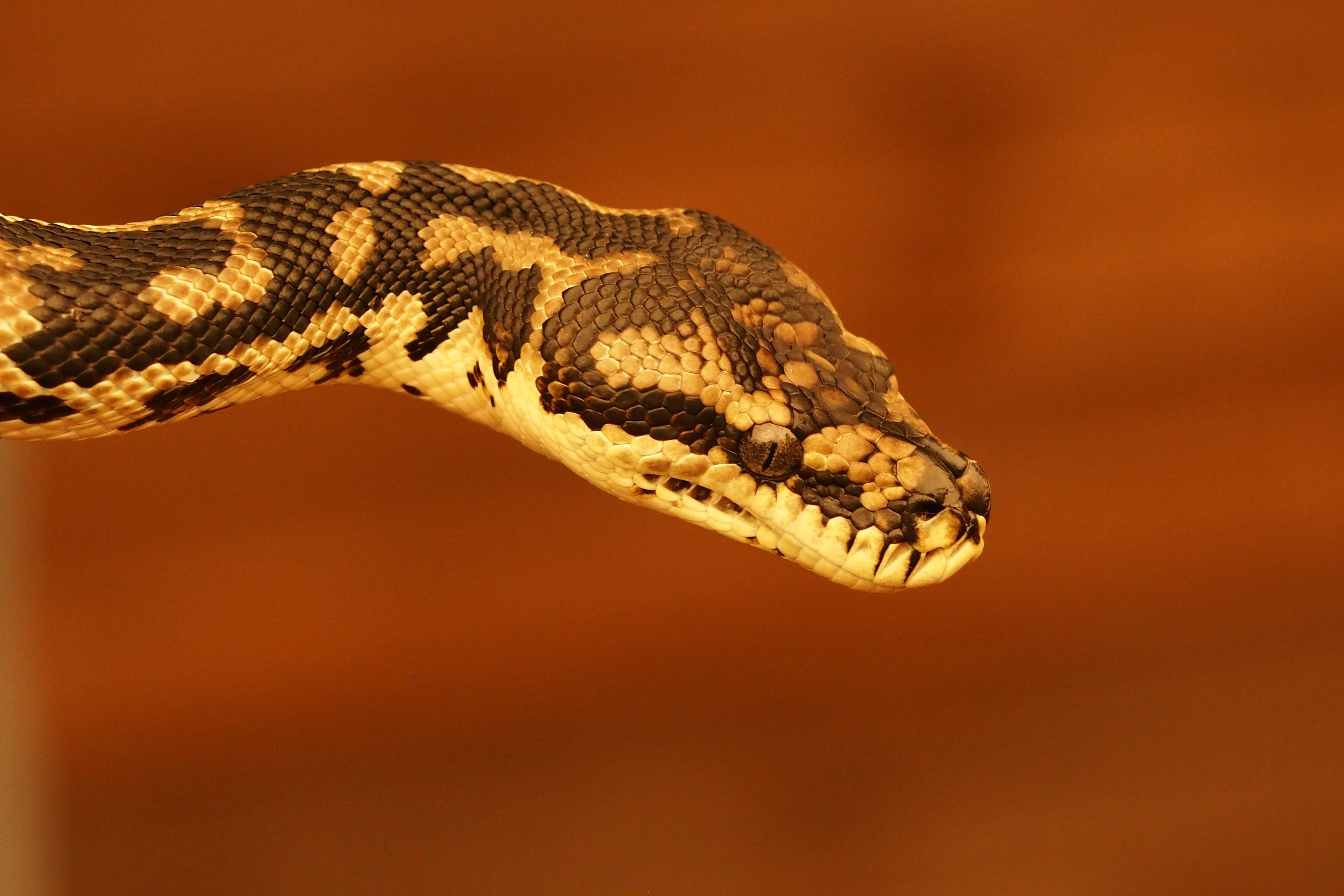 Photographing Australian animals, seascapes and sunsets