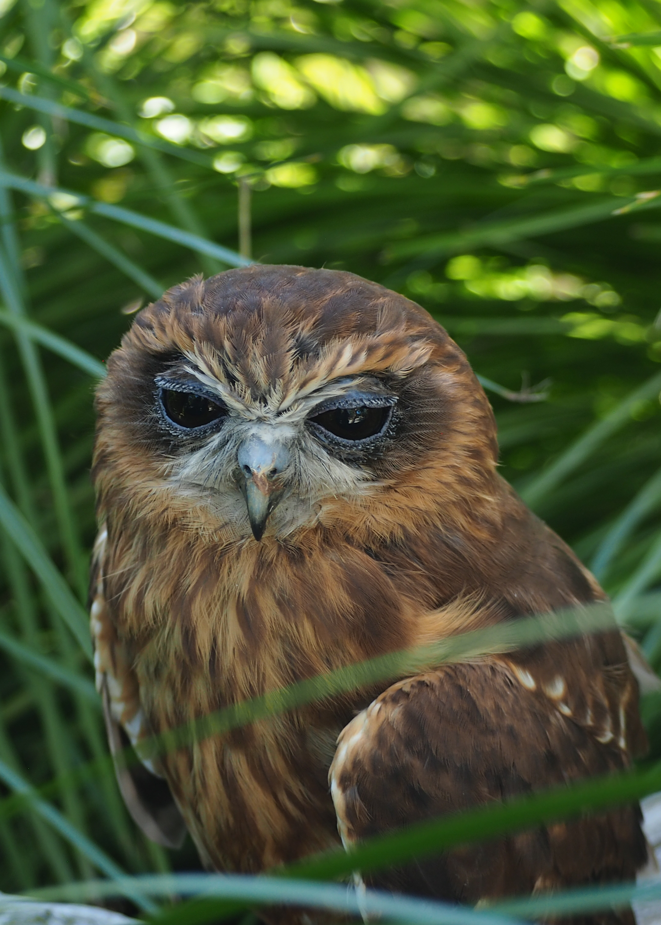 Photographing Australian animals, seascapes and sunsets