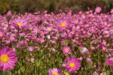 Toodyay Wildflower Special 