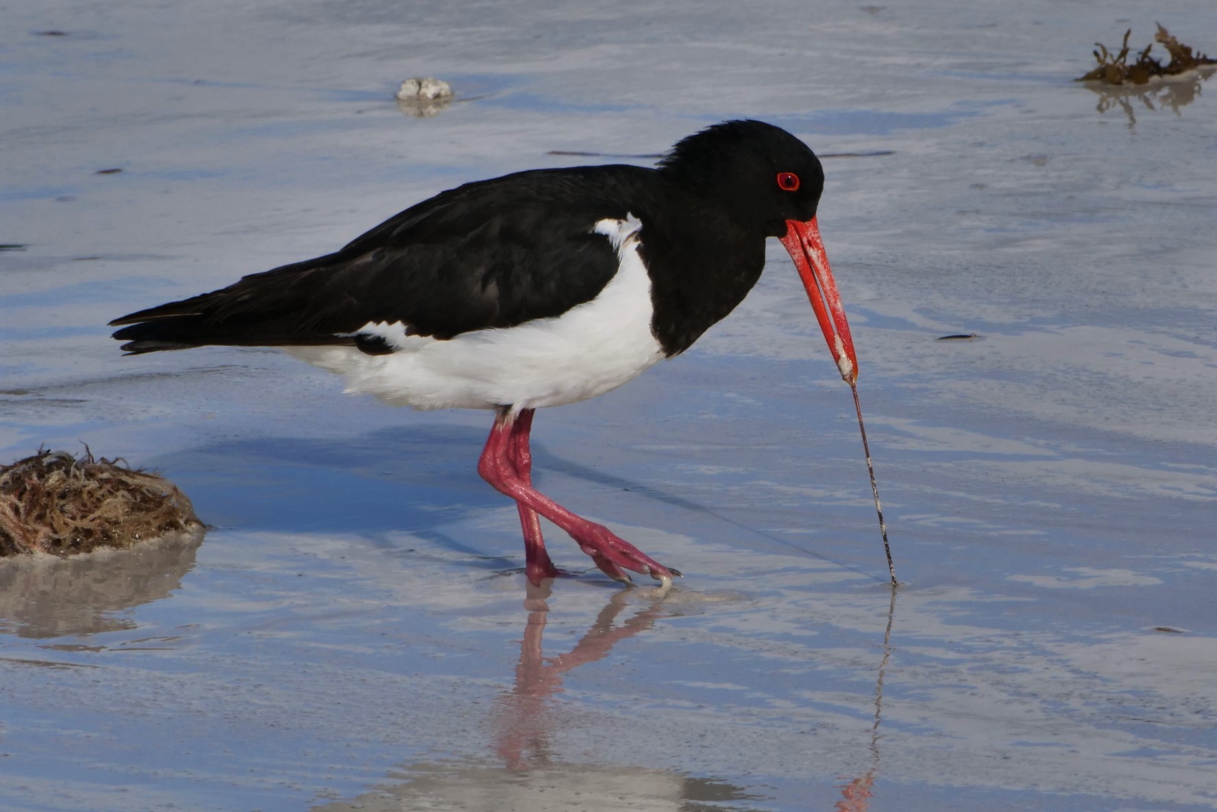 Rottnest Photographic Day Tour without Ferry