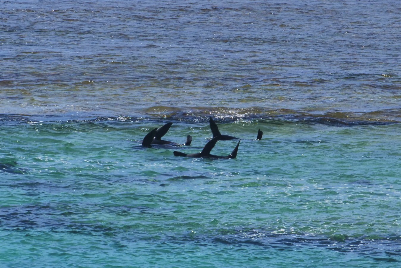 Rottnest Photographic Day Tour without Ferry