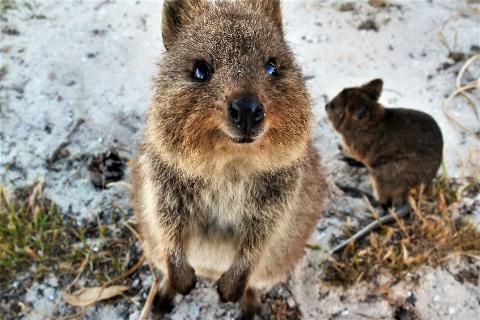 Rottnest Photographic Day Tour without Ferry 