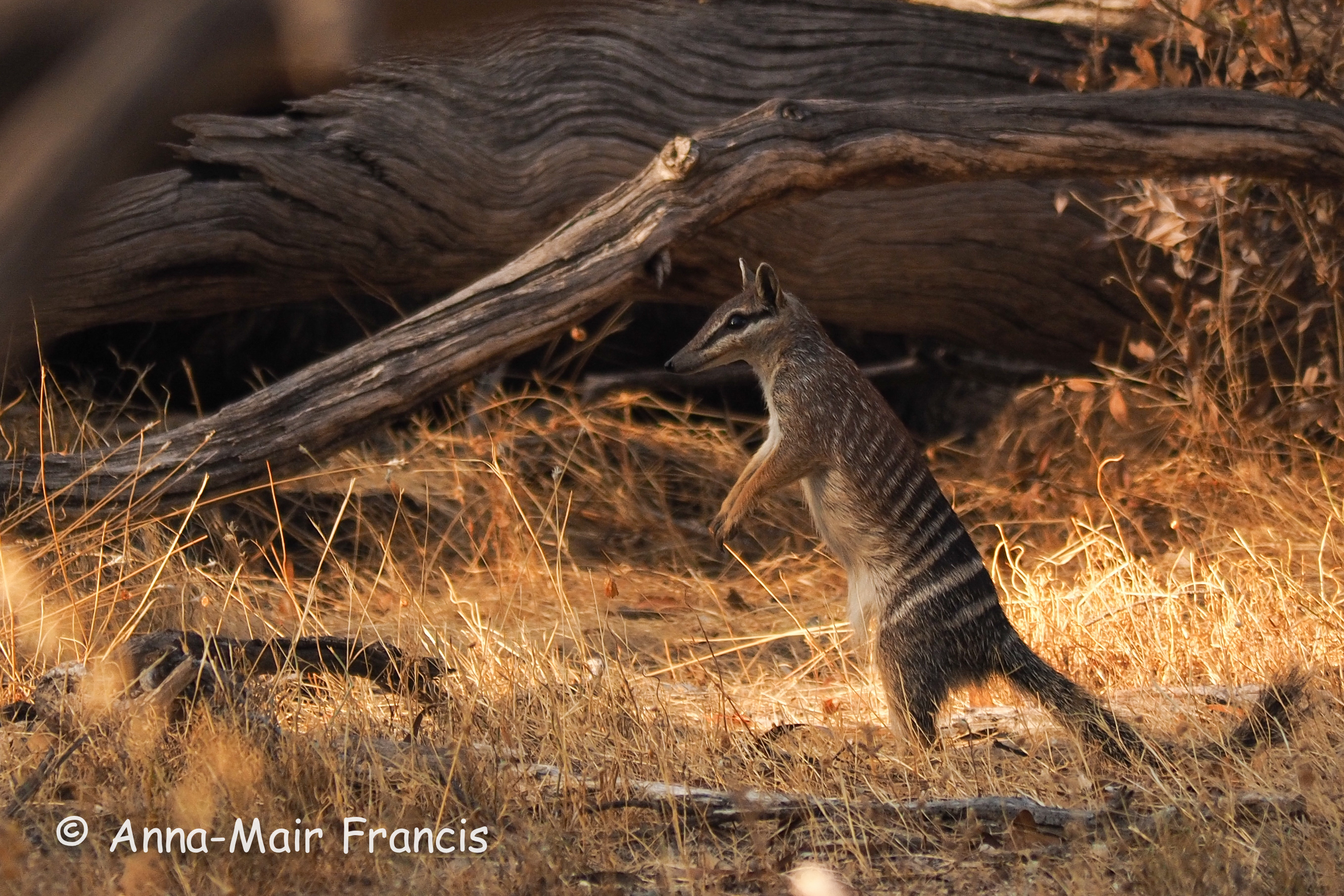 Dryandra Wildflowers and Wildlife Photographic Tour 3 day/2 nights