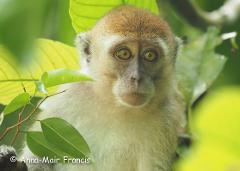 The Wilds of Borneo Photographic Tour 8 day 2025