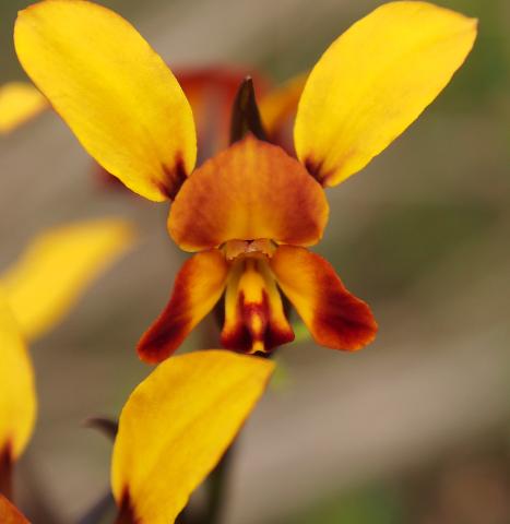 Wild Flowers and Orchids of Western Australia Photographic Day Tour