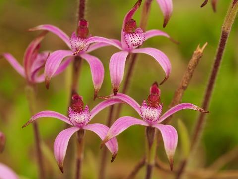 Amazing Wild Flowers of Western Australia 4 Day Tour