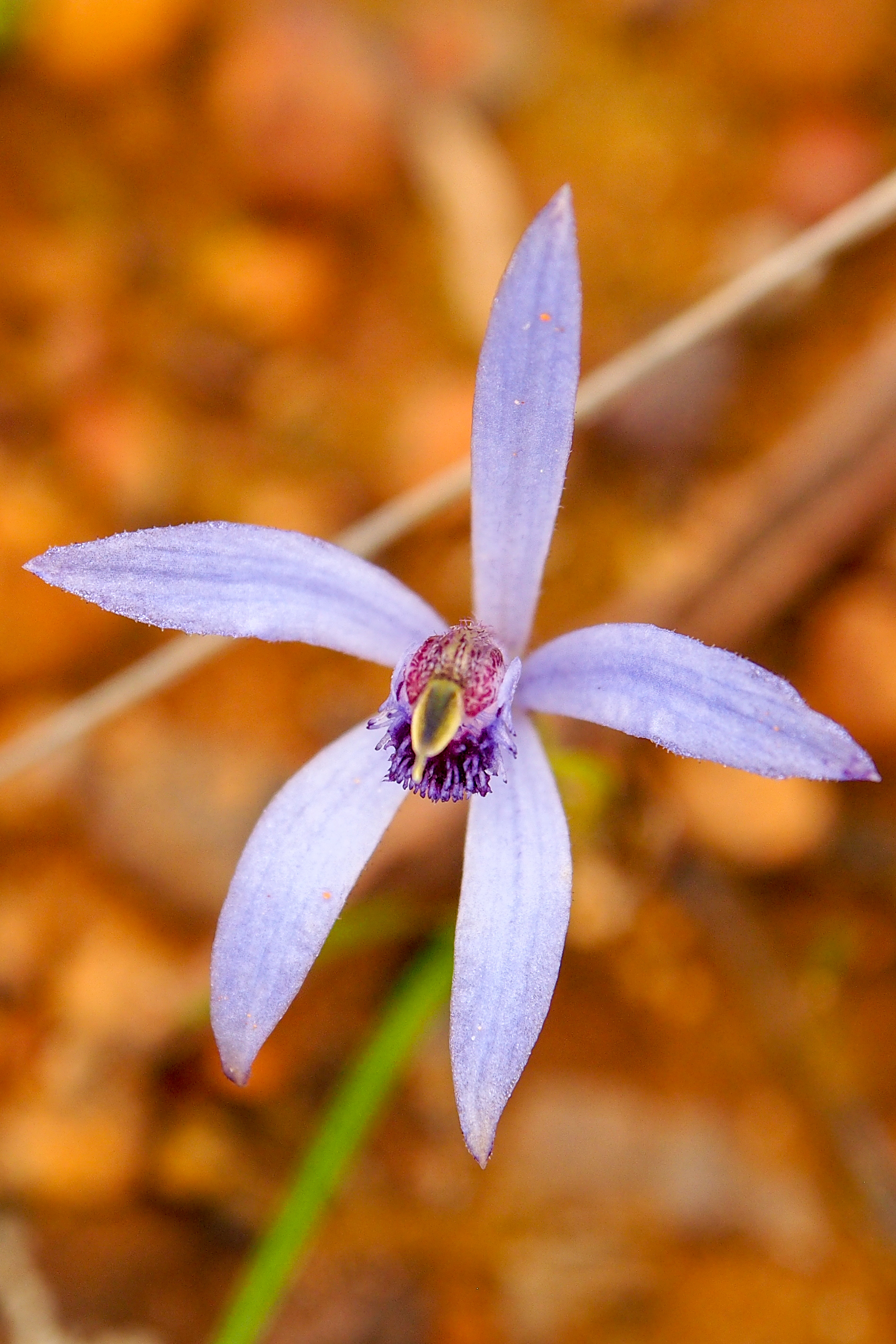 Wild Flowers and Orchids of Western Australia Photographic Day Tour