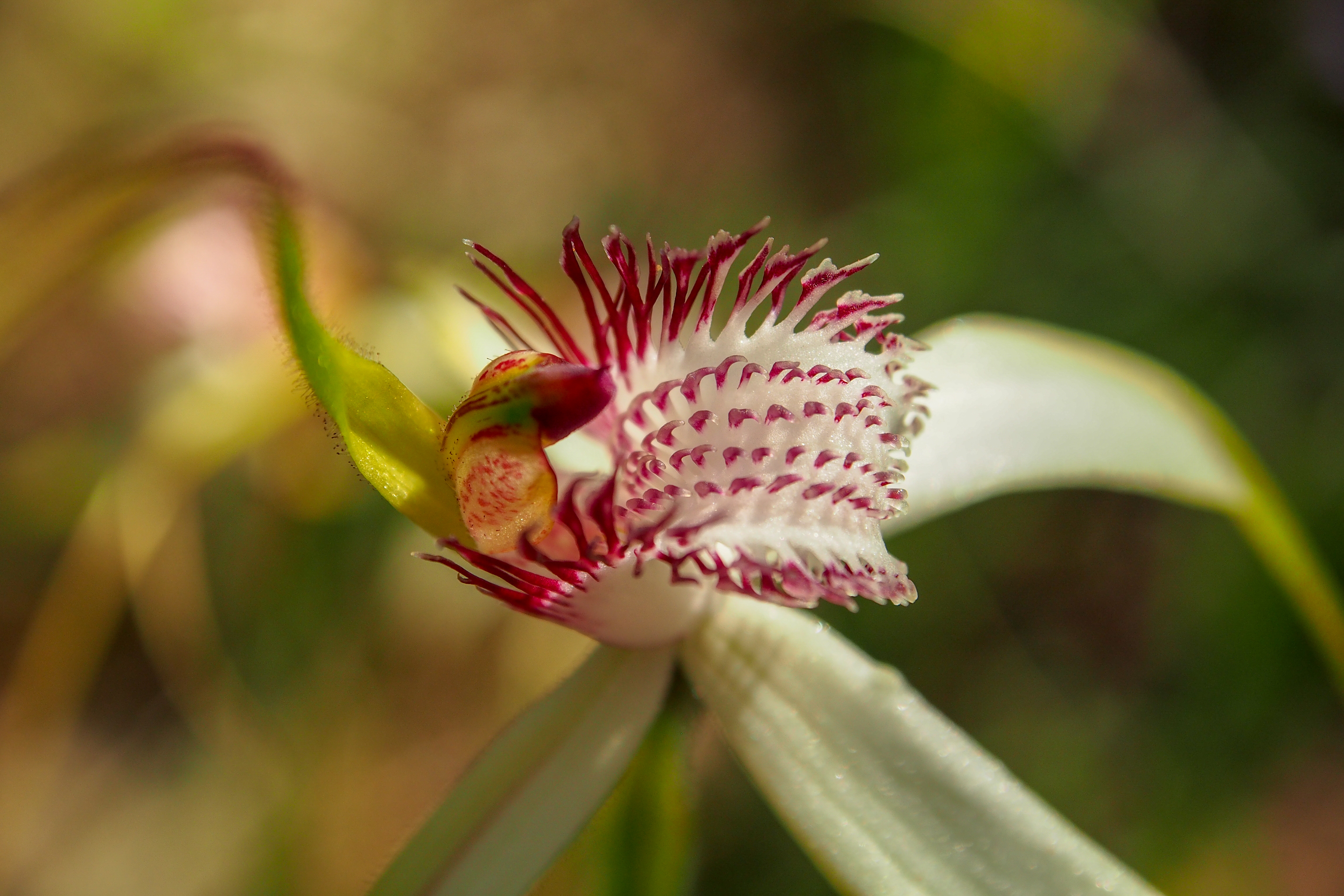 Wild Flowers and Orchids of Western Australia Photographic Day Tour