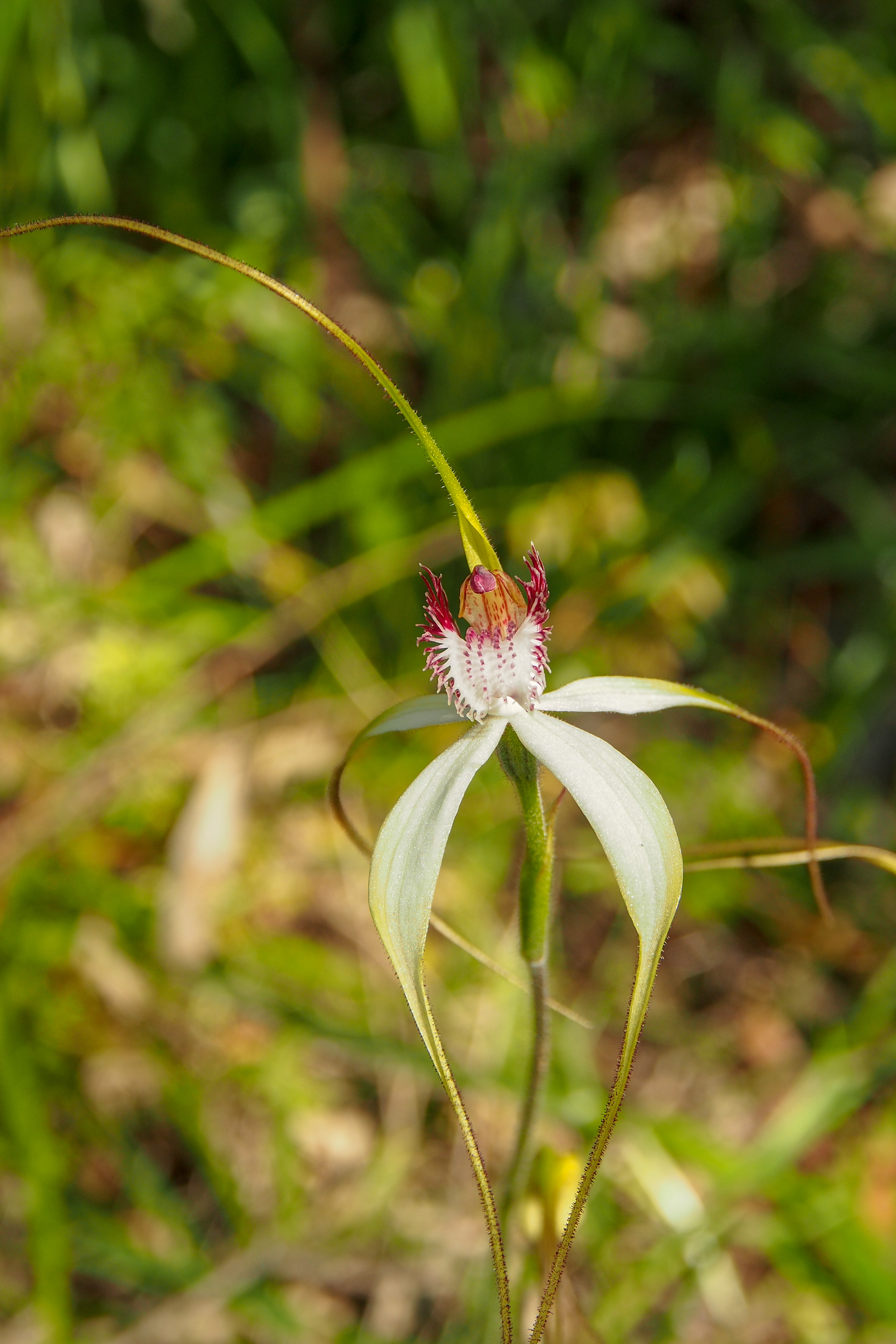 Wild Flowers and Orchids of Western Australia Photographic Day Tour