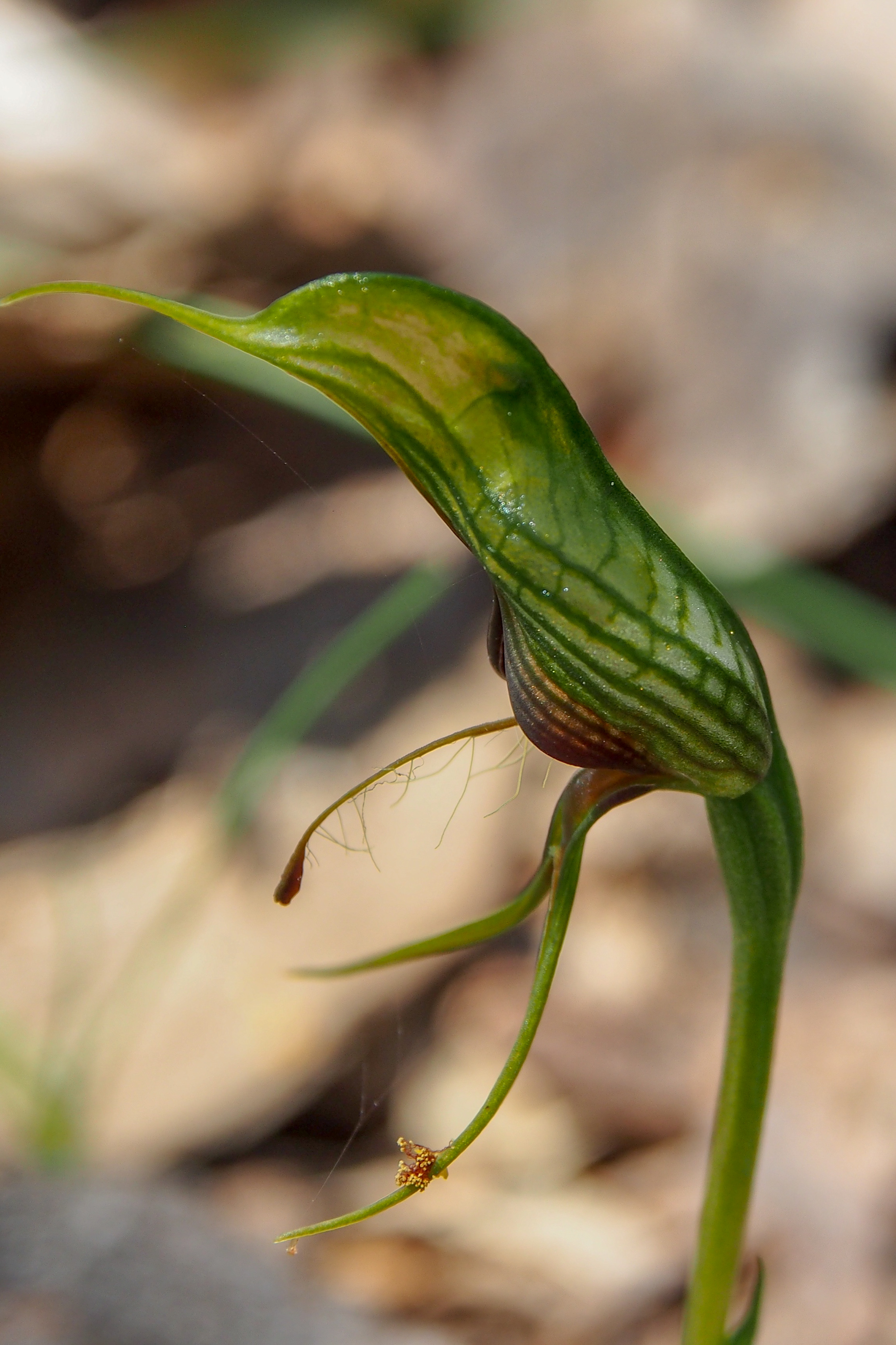 Wild Flowers and Orchids of Western Australia Photographic Day Tour
