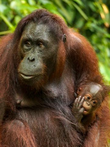 The Wilds of Borneo Photographic Tour
