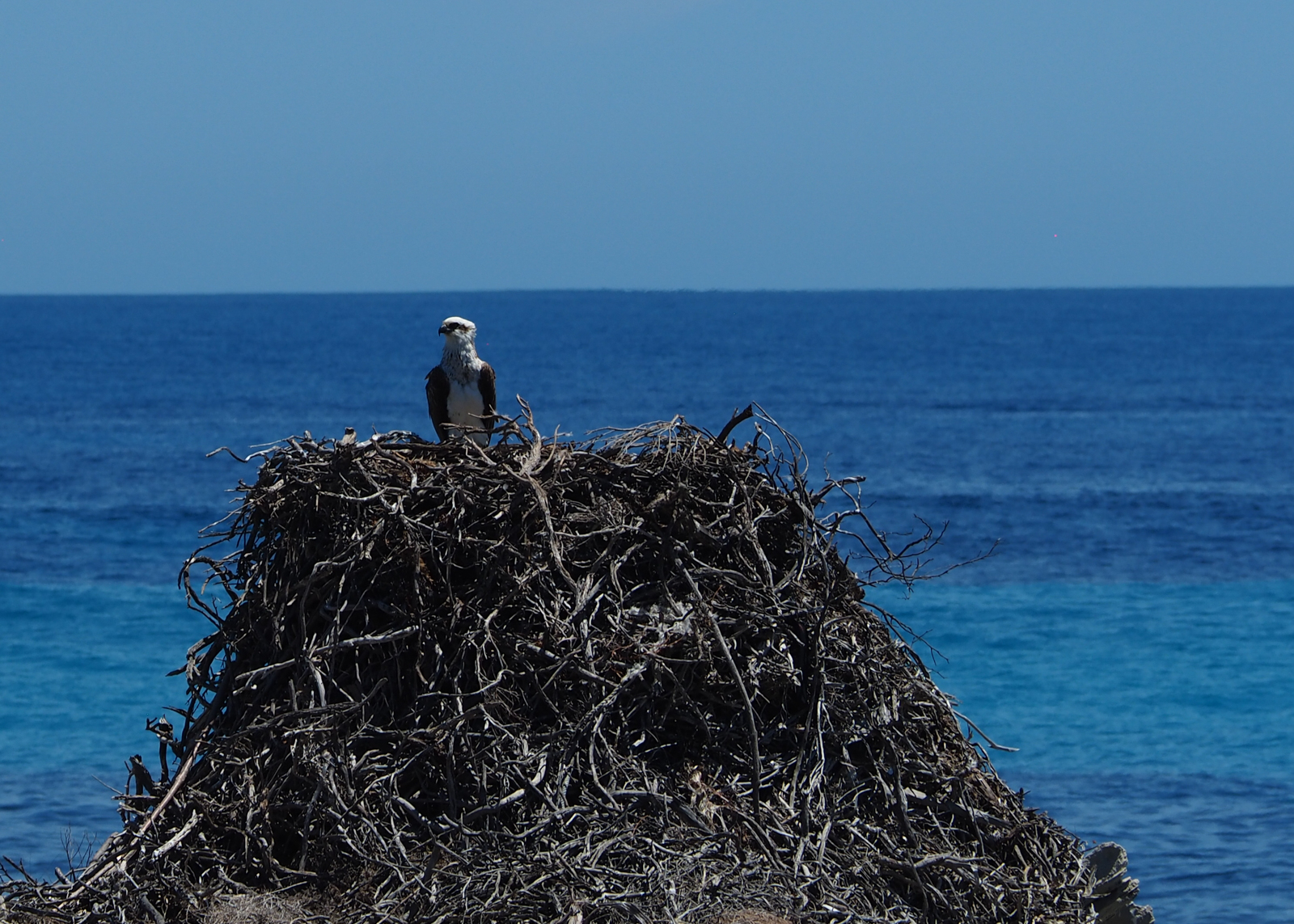 Private Rottnest Photographic Day Tour with Ferry