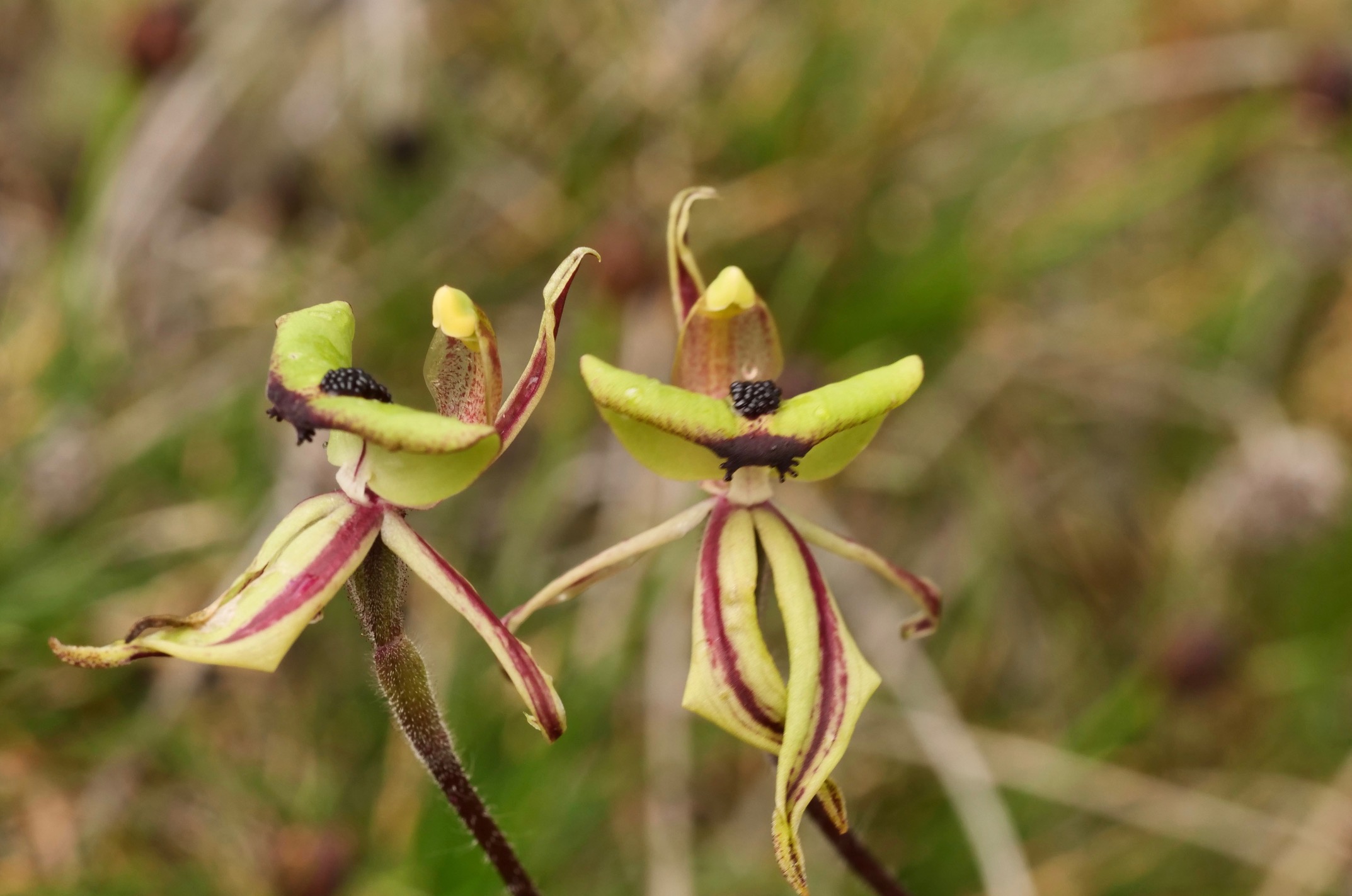 Amazing Wild Flowers of Western Australia 4 Day Tour