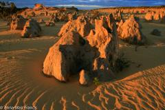 Private Photographic Day Tour of Yanchep and Pinnacles National Parks