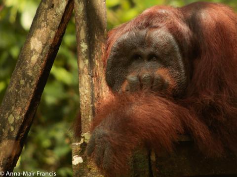 The Wilds of Borneo Photographic Tour