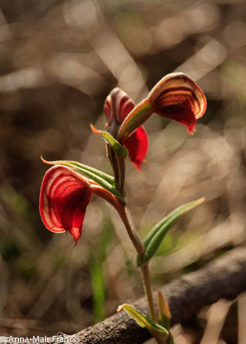 Wave Rock 3 Day/ 2 Night Photographic Tour