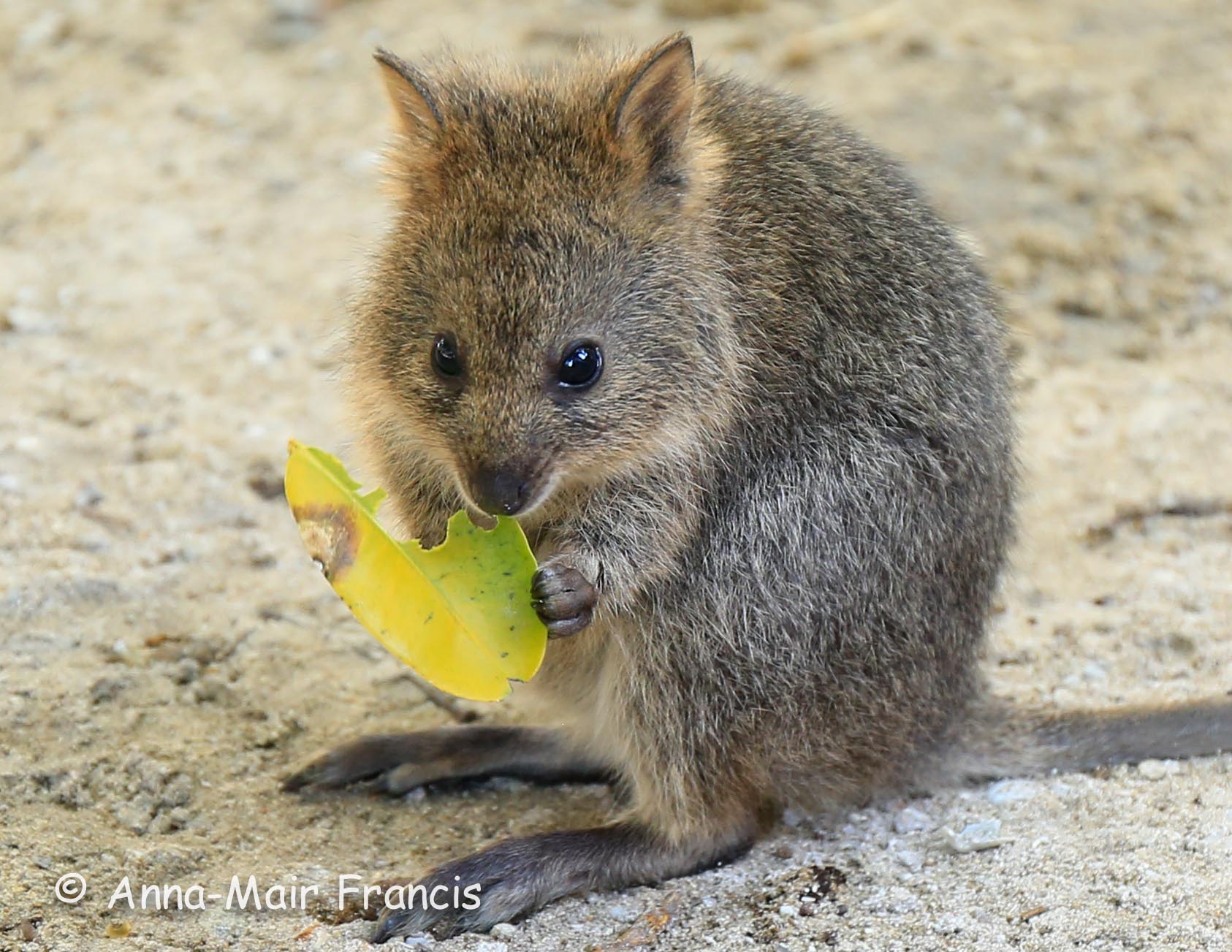 Private Rottnest Photographic Day Tour with Ferry