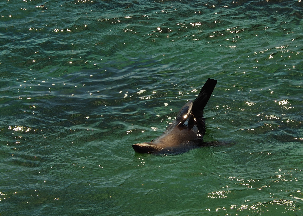 Private Rottnest Photographic Day Tour with Ferry