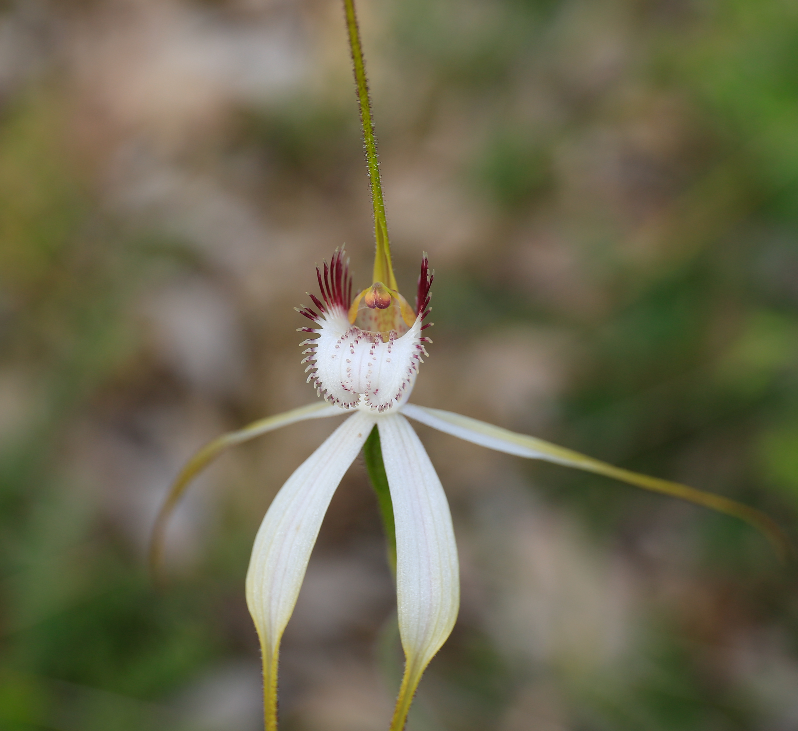 Dryandra Wildflowers and Wildlife Photographic Tour 3 day/2 nights