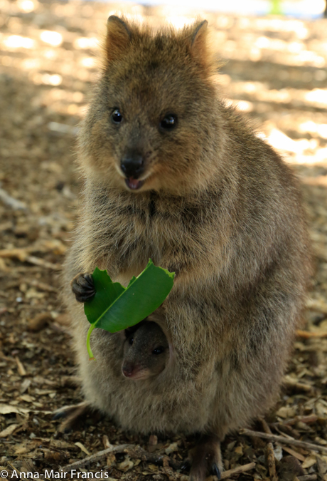 Glamping Rottnest 3 day Workshop