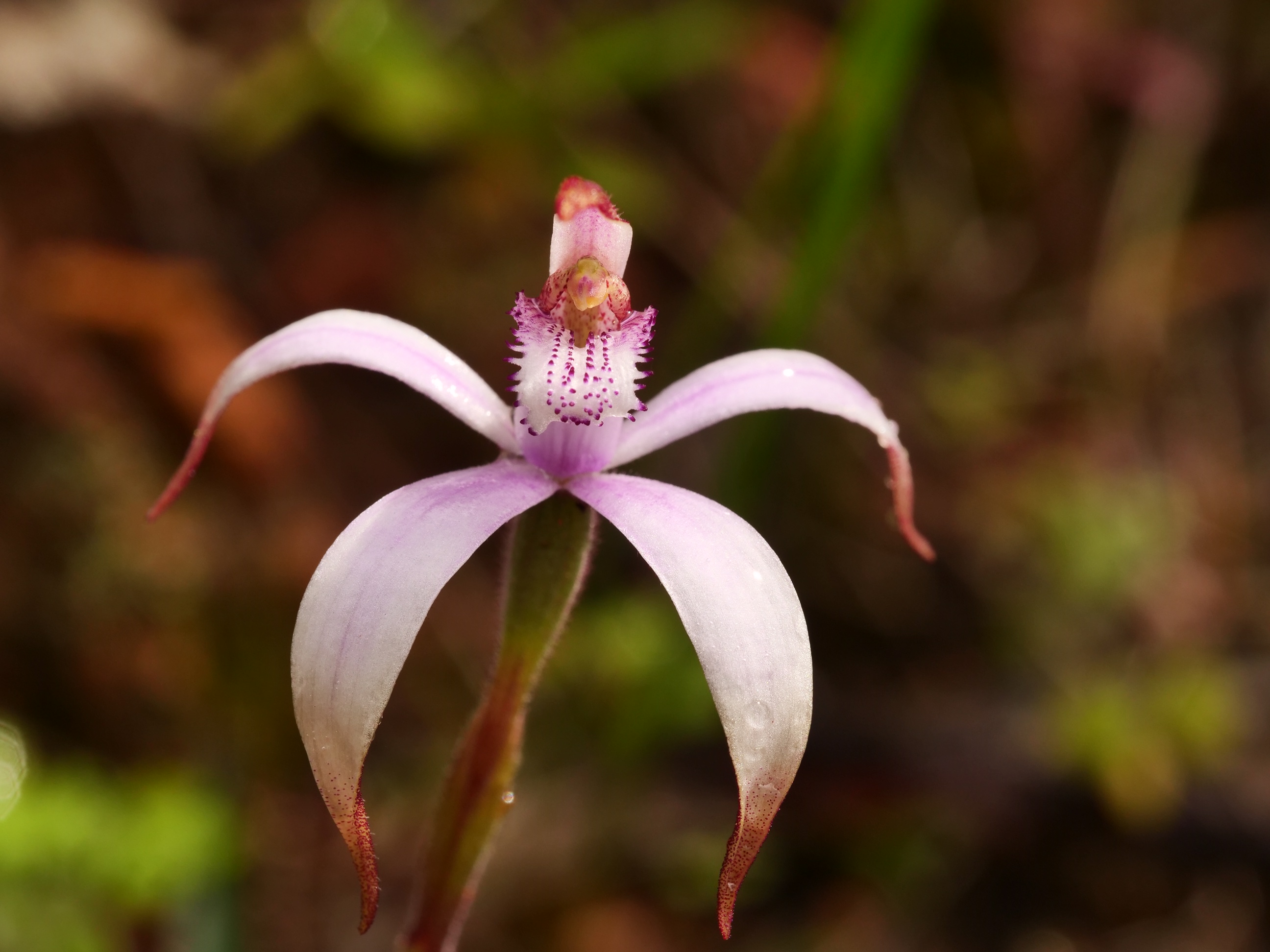 Amazing Wild Flowers of Western Australia 4 Day Tour