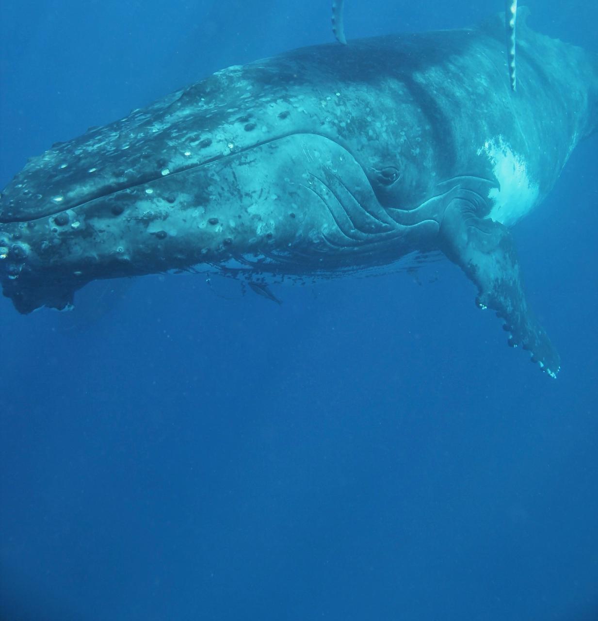 Swim with Whales- Ocean Safari