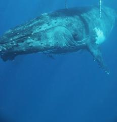 Swim with Whales- Ocean Safari