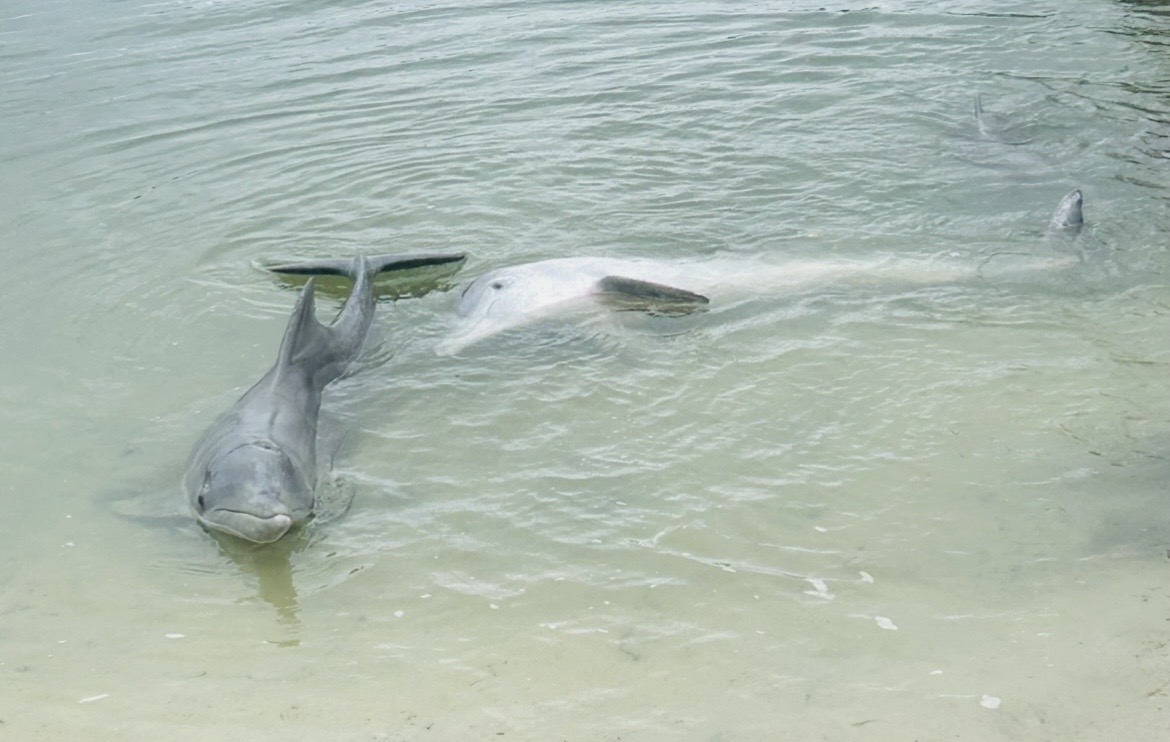 Feed the Dolphins 