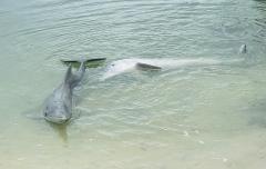 Feed the Dolphins 