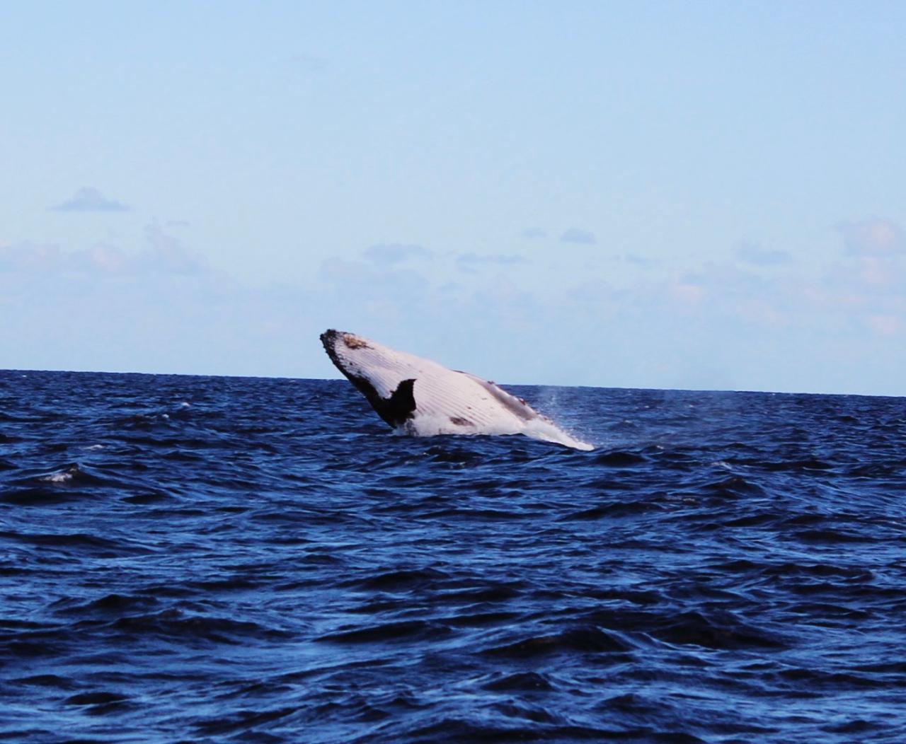 Whale watching- Ocean Safari