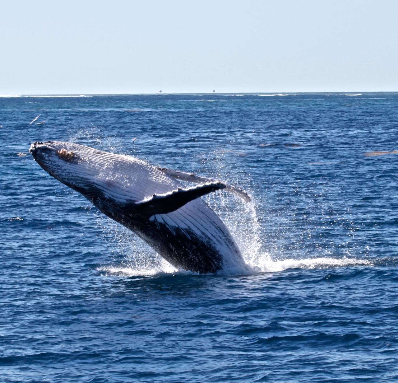 Whale watching- Ocean Safari 