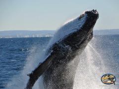 Whale Watching Cruise on WHALE ONE