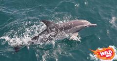 Dolphin Discovery & Noosa National Park by Sea