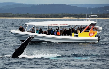 Whale Watching Cruise on WILD ONE