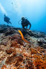 Eco-Guided Reef Protection Dive