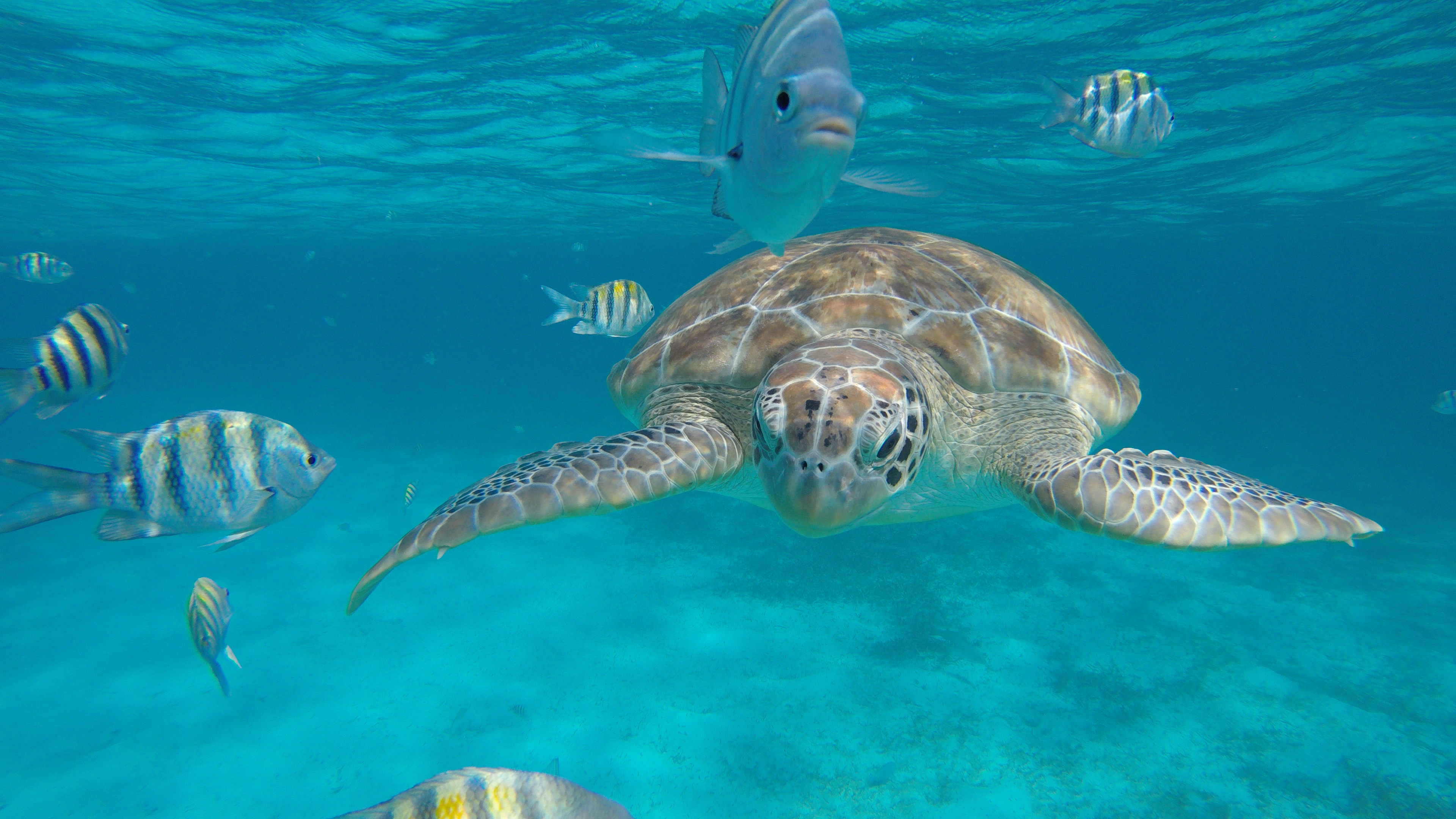 Mexico Rocks Snorkel Amigos Del Mar Reservations