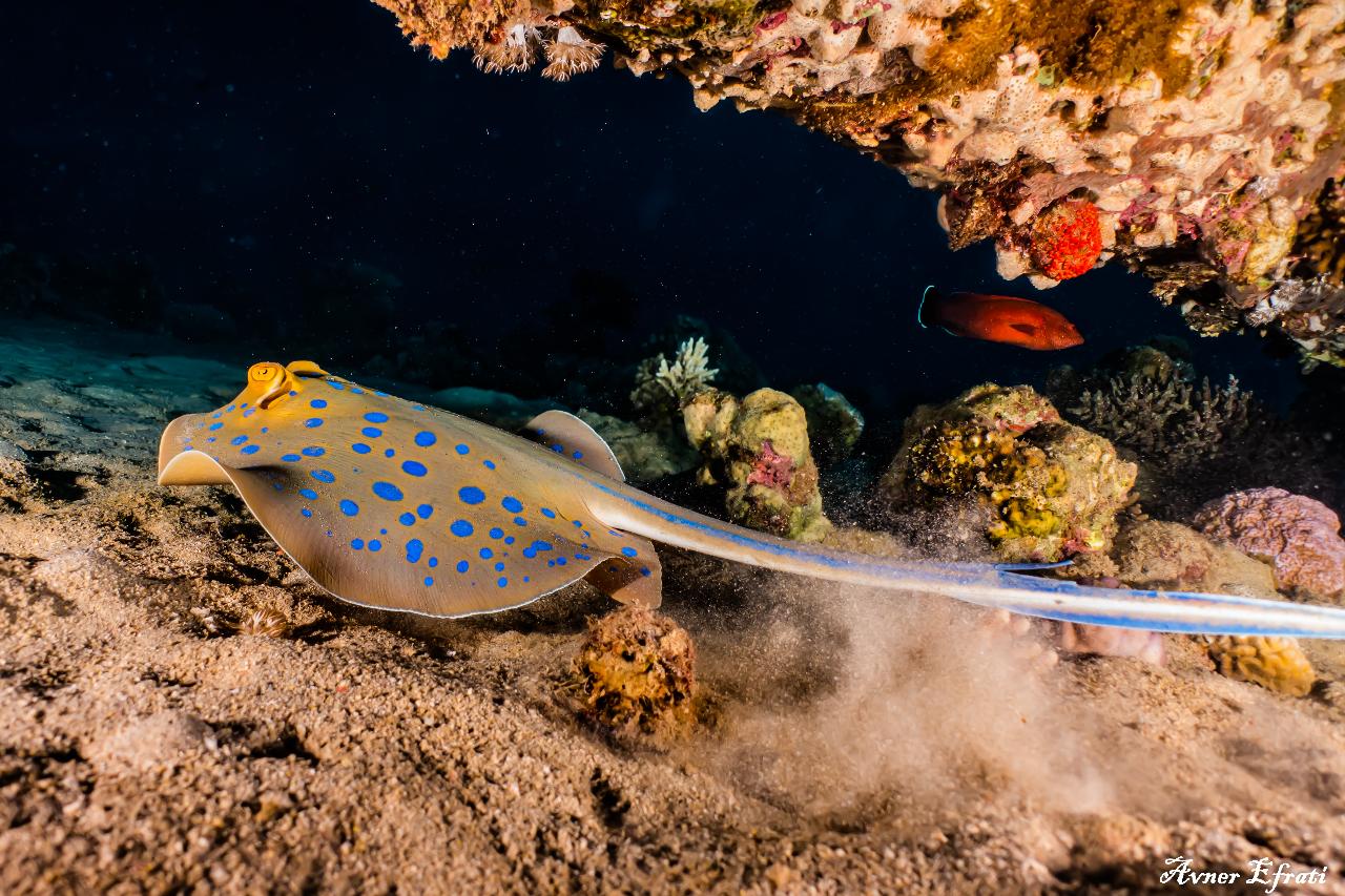 Underwater Photography