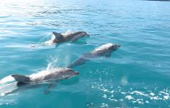 NOT OPERATING - Adelaide Ocean Safari - WILD Dolphin Safari (75 minutes)