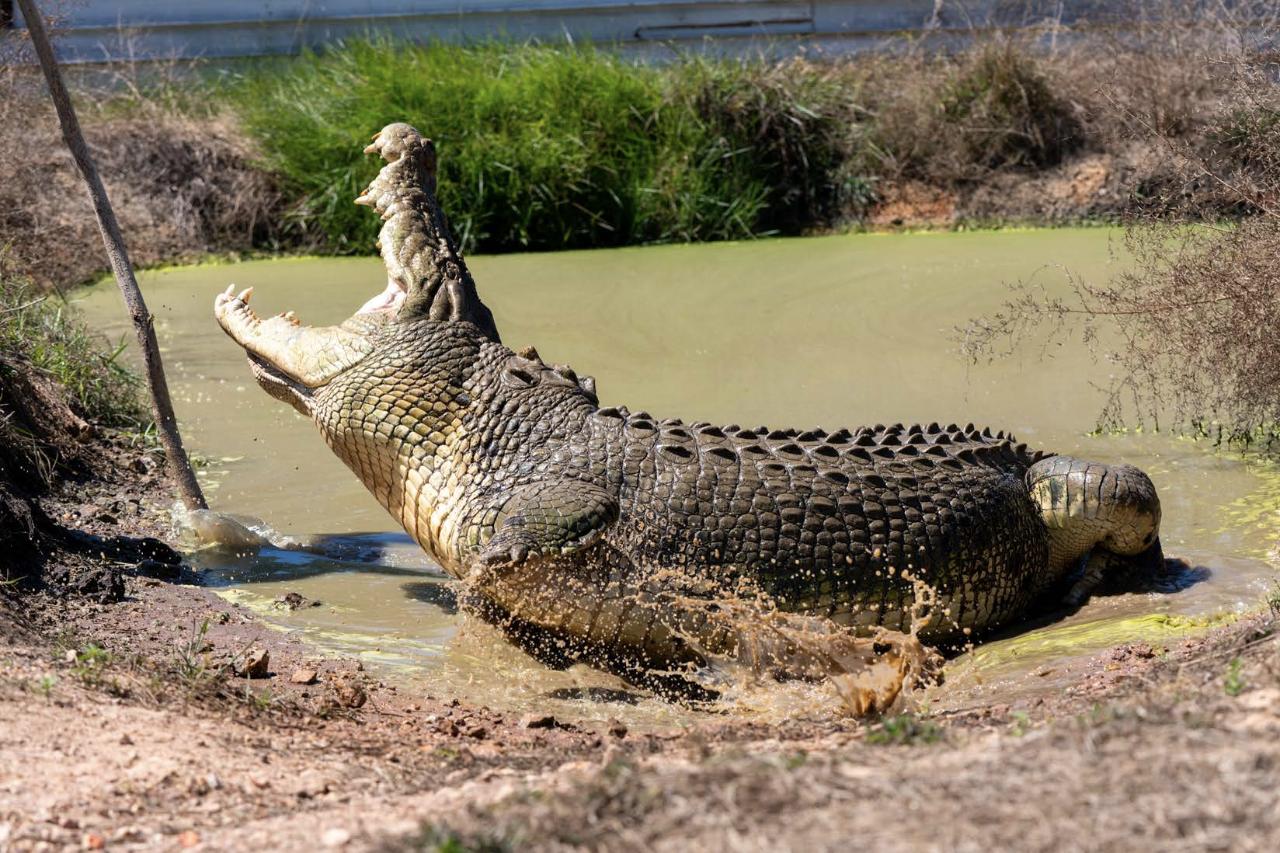 Top End Safari Camp Overnight Tour - Top End Safari Camp Reservations