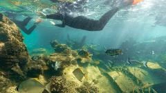 River to Bay Tangalooma Wrecks Guided Snorkel From Brisbane Gift Voucher